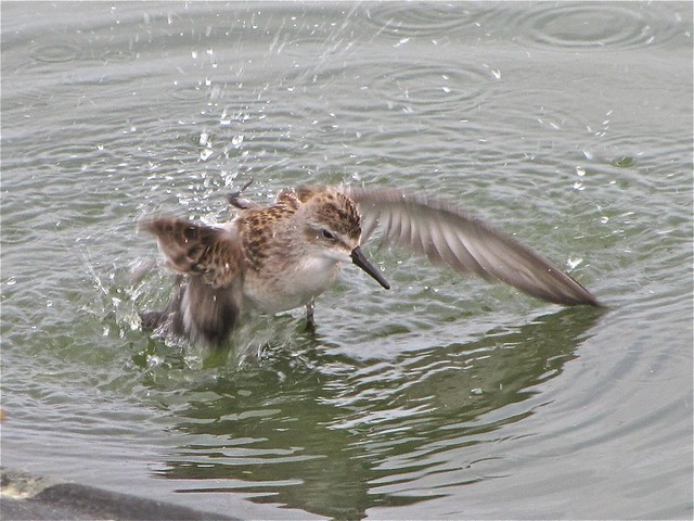 Semipalmated Sandpiper at Gridley Wastewater Treatment Ponds in McLean County, IL 07