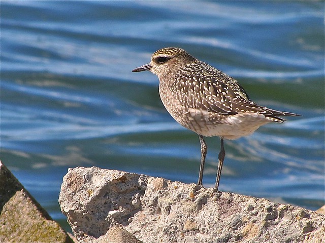 American Golden-plover at Gridley Wastewater Treatment Ponds in McLean County, IL 121