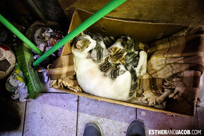 Litter of Cats in a Cusco Shop | What to do in Cusco | Peru Travel Photographer