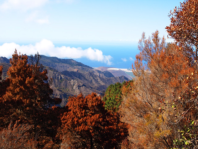 Scorched trees look autumnal on Tenerife
