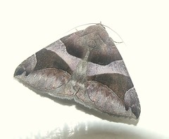 Noctuid moth (Bastilla arcuata)