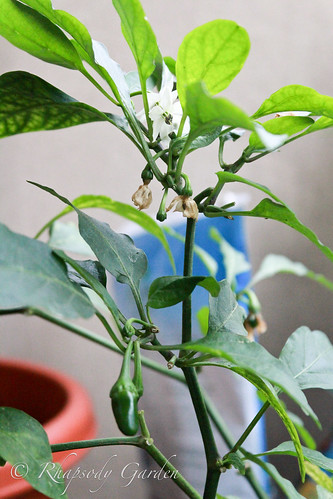 Jalapeno Plant