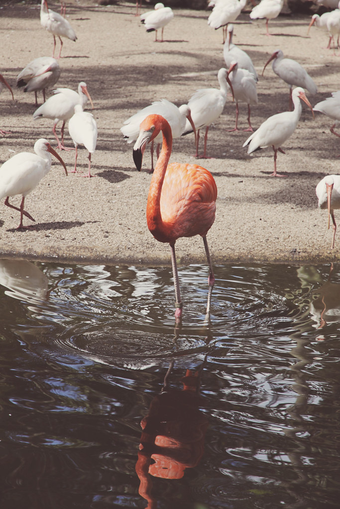 Flamingo Gardens 42