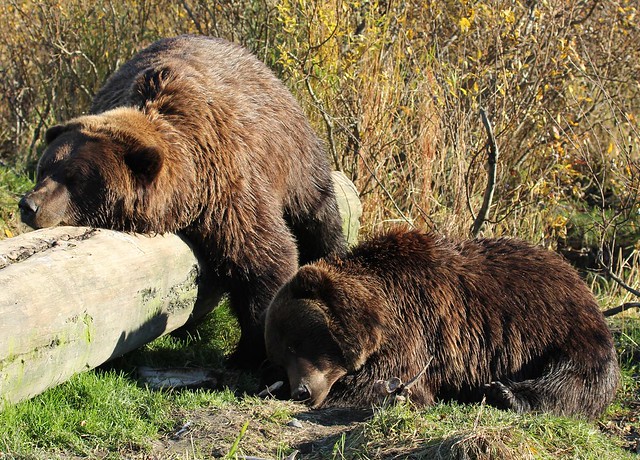 Grizzly Bears having a nap - Alaska Wildlife Conservation Center near Anchorage