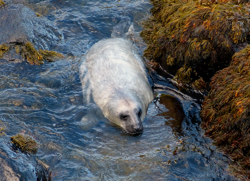28851 - Grey Seal, Strumble Head