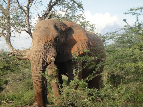 Elephant, Hluhluwe Umfolozi, Kwazulu Natal, South Africa