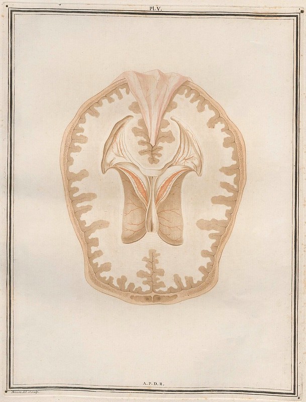Traité d'Anatomie et de Physiologie (Vol. 2 neuroanatomy) by Félix Vicq D'Azyr 1786 e