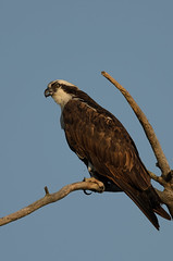 Osprey CO-797_8929.jpg by Mully410 * Images