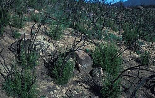 Shrubs sprouting from basal meristems after fire