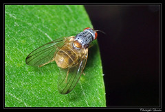Diptera/Pallopteridae