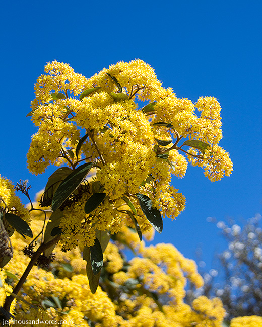 Spring yellow