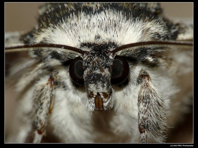 White Underwing Moth (Catocala relicta)