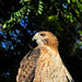Young Red Tail posted by Ol' Mr Boston to Flickr