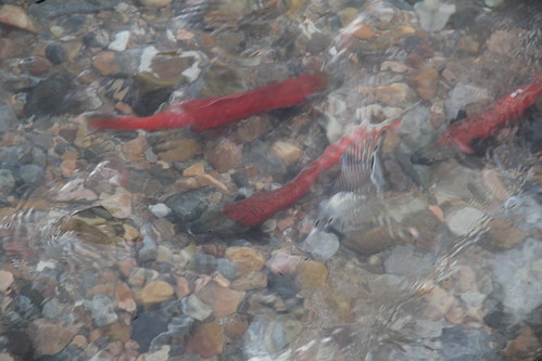 Close up of the Kokanee Salmon
