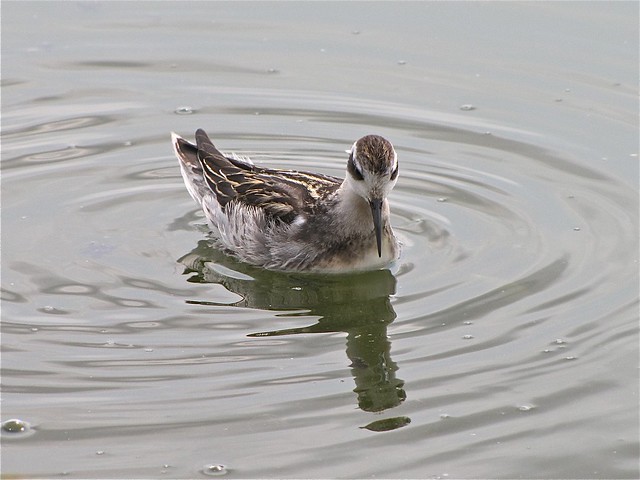 Red-necked Phalarope at Gridley Wastewater Treatment Ponds 182