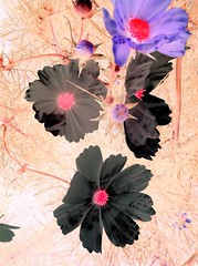 Three Flowers - image 330 by dennisar