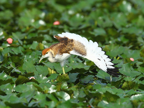 水雉幼鳥。（圖片來源：台南市水雉生態園區）