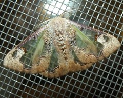 Lymantriid Moth or Tussock Moth (Carriola ecnomoda) (x5) 