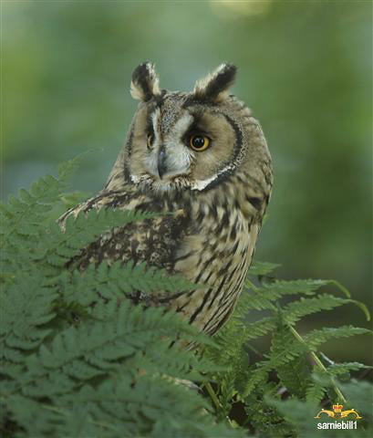 Long eared owl by sarniebill1