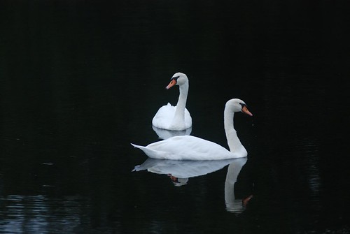 White Swans, Black Water by Get The Flick