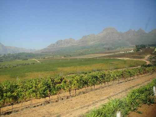 Ernie Els' vineyard, Stellenbosch, South Africa