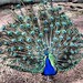 This peacock...show off. #celebrating6 #famday posted by Ms. Mary Mack to Flickr