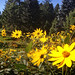 Helianthus tuberosus posted by Arnold Arboretum to Flickr