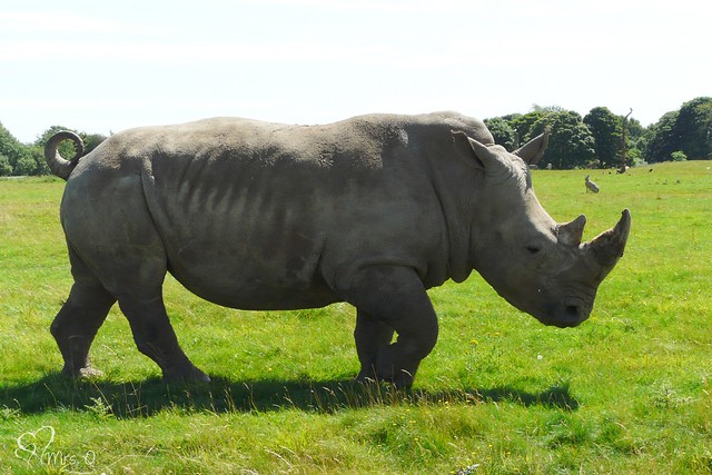 WWhite Rhino