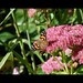 A Painted Lady (Vanessa cardui)