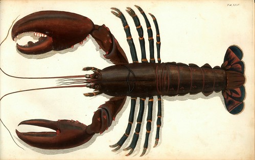 006-Â Versuch einer Naturgeschichte der Krabben und Krebse- 1790- Johann Friedrich Wilhelm Herbst- Humboldt University