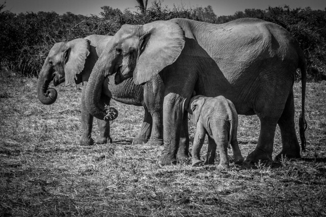 Elephant Herd - South Luangwa - Zambia
