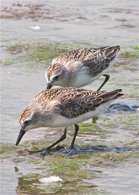 Semipalmated Sandpiper at Evergreen Lake in McLean County, IL 01