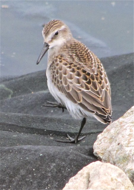 Semipalmated Sandpiper at Gridley Wastewater Treatment Ponds in McLean County, IL 01