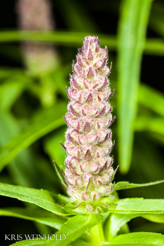 Pogostemon yatabeanus Flower Spike