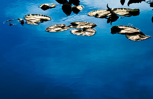 Lilly Pads by petetaylor