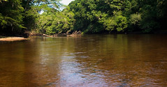 Edisto River