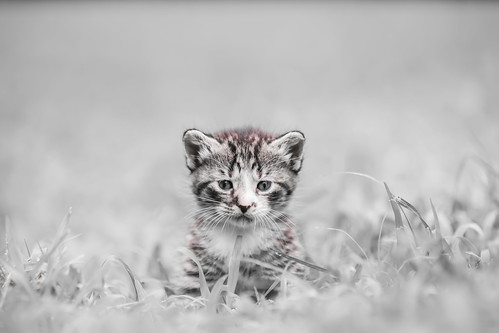 ice kitty by DigiDreamGrafix.com