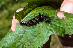 Caterpillar on Dock Leaf on Marsden Moor