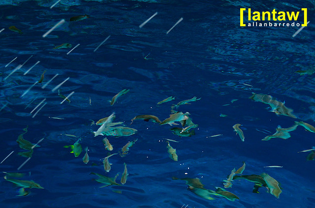 Mirage of fishes during feeding time