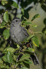 Gray Catbird_0301.jpg by Mully410 * Images