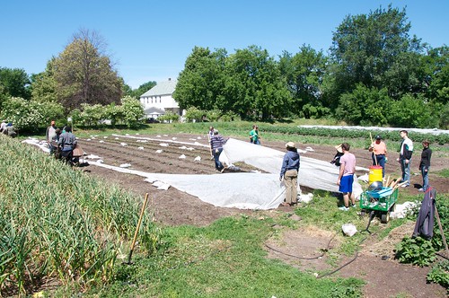 Harvest and planting at Earthworks Urban Farm