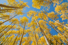 Colorado Autumn - 2012