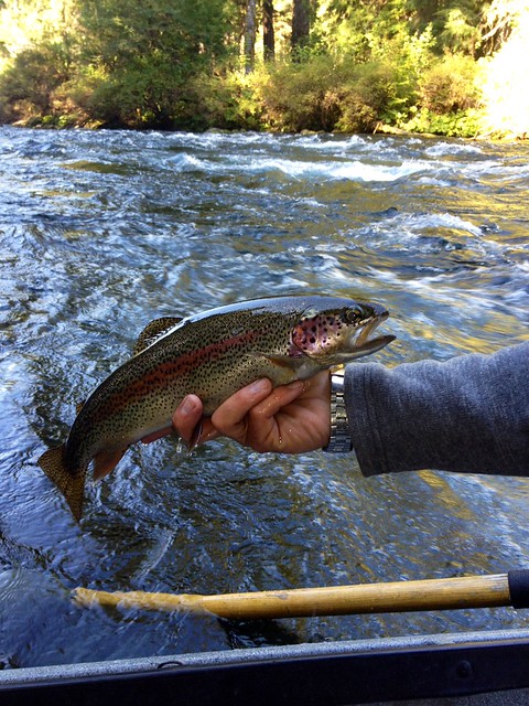 wild trout on the upper mckenzie river