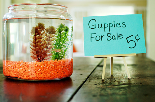 Guppies for sale.