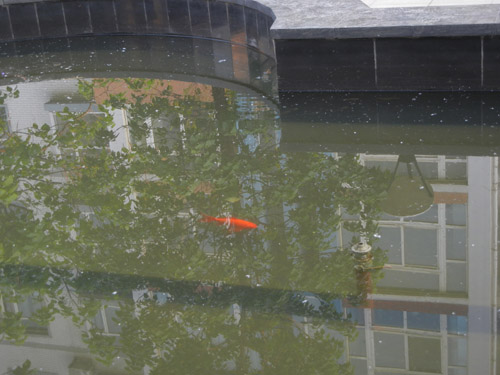 Fish in a Pond, Shenyang, China _ 9963
