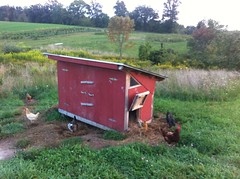 Buckland Farm's chicken coop