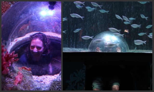 fish swim collage