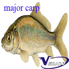 major carp