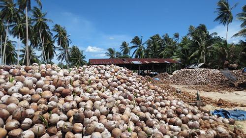 Koh Samui Coconuts factory (1)
