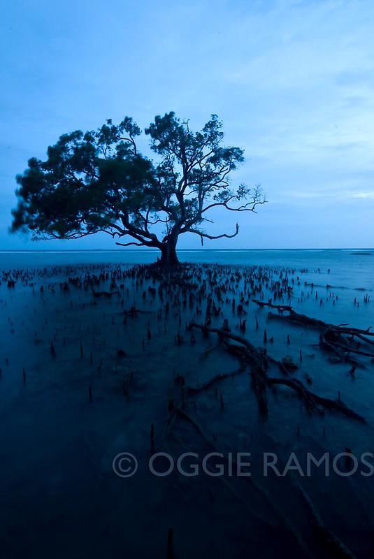 Guimaras Costa Aguada Sunset Mangrove